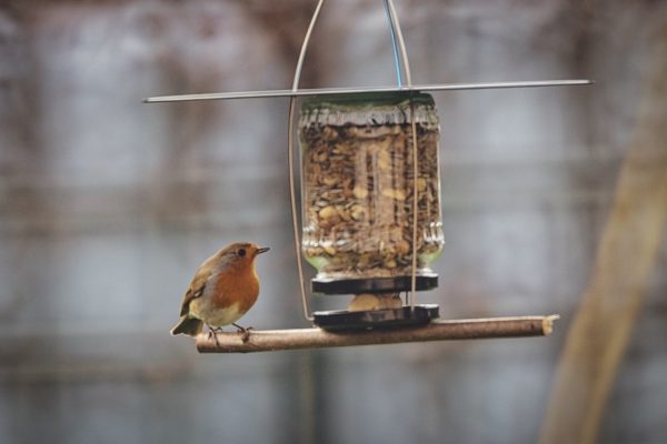 Futterspender aus recycelten Dingen