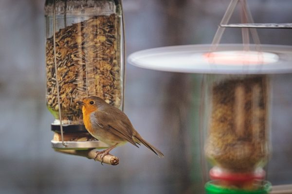 Vogelfutter Spender aus recycelten Dingen